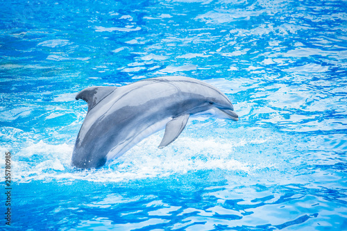 Fototapeta Side view of a beautiful bottlenose dolphin jumping out of the water