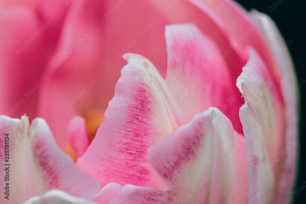 Close-up of a pink double petalled tulip with selective focus