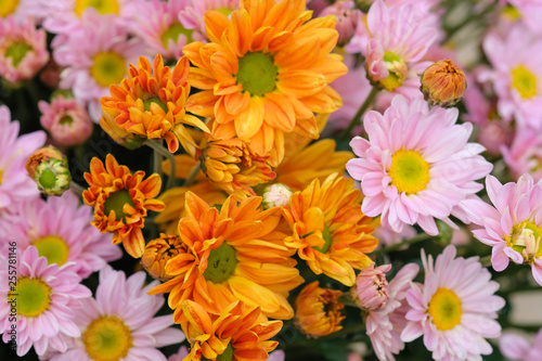 Colorful flowers chrysanthemum for background Abstract texture Soft and Blurred style.postcard.