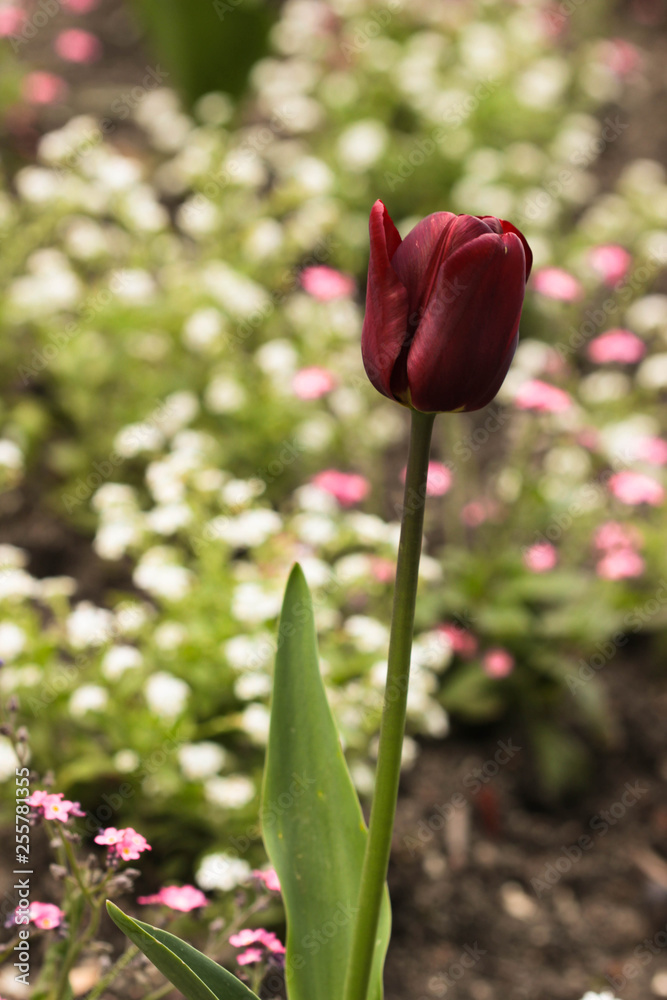Single dark red tulip on a meadow Single dark red tulip on a meadow