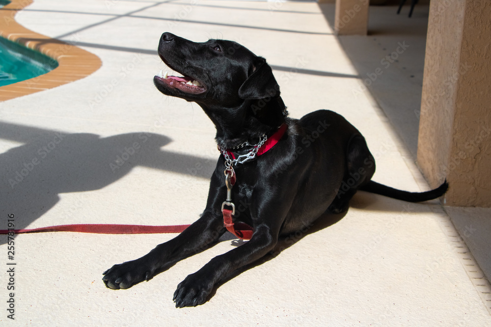 Obraz premium Beautiful young black dog wearing collar and leash 