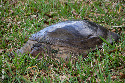 Snapping turtle sitting in grass