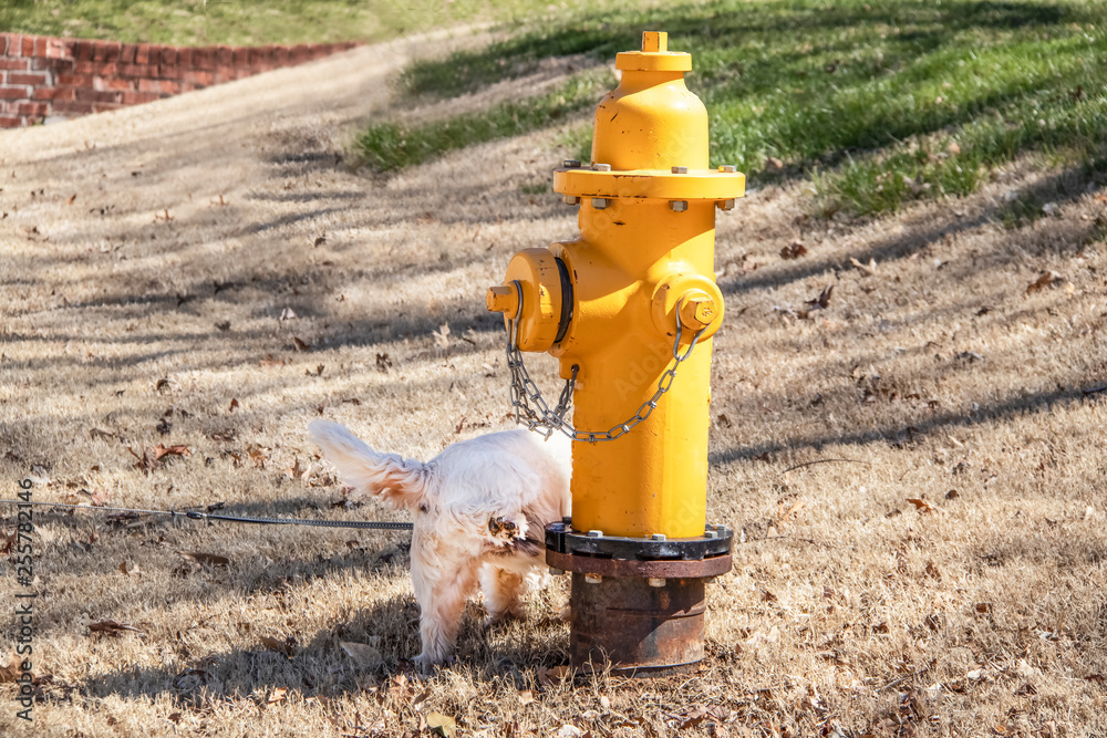 Little White Westie dog hiking his leg and peeing on a fire hydrant