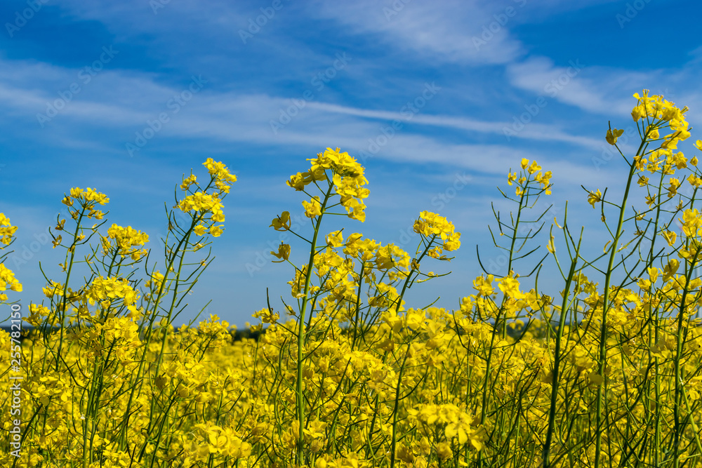 Obraz premium Blooming canola closeup
