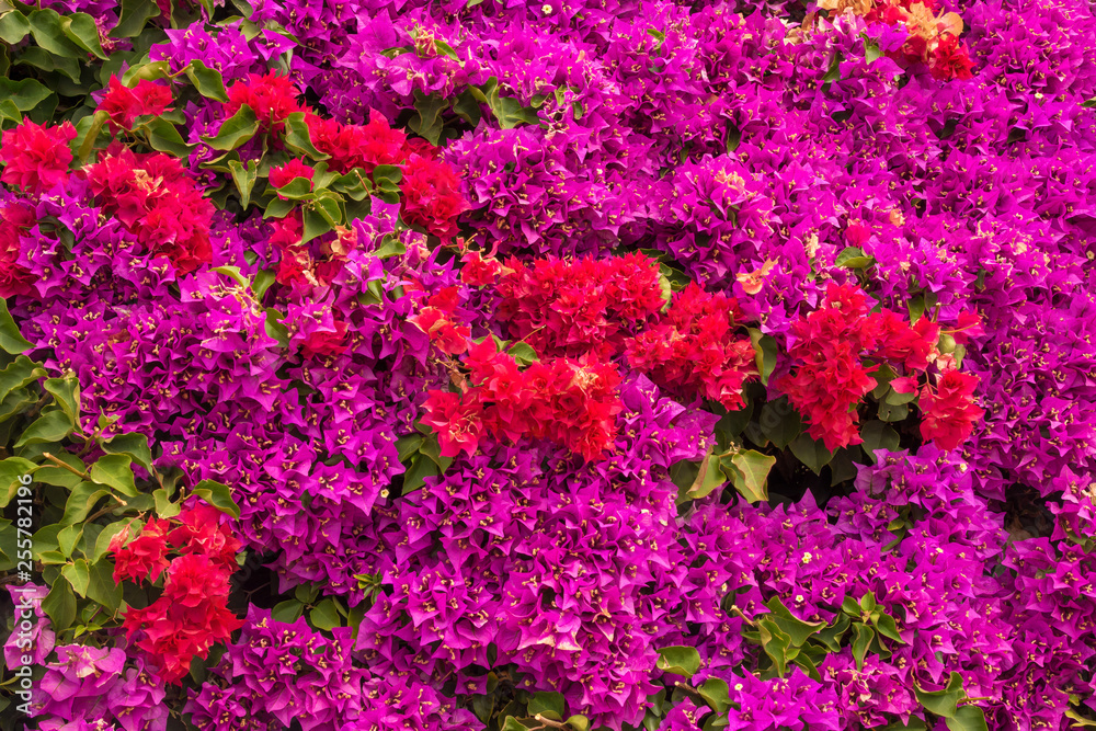 colorful bougainvillea flowers on the wall, happy exotic background