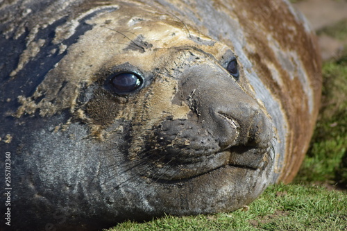 elephant seal southern island Kerguelen