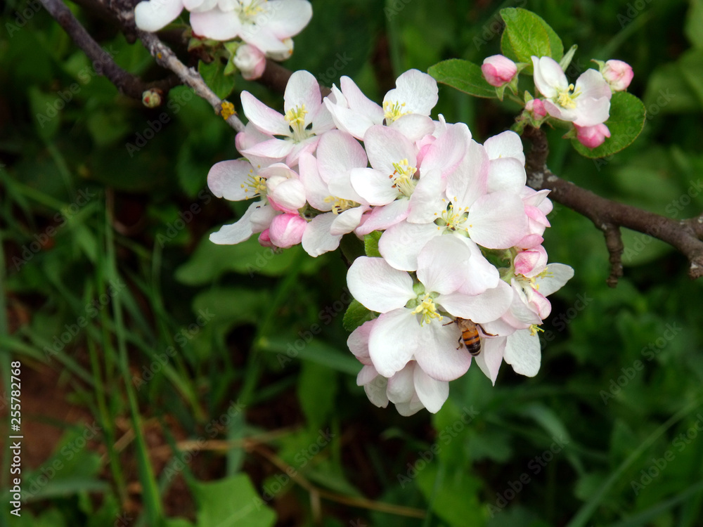 macro photo of apple tree flowers with a bee