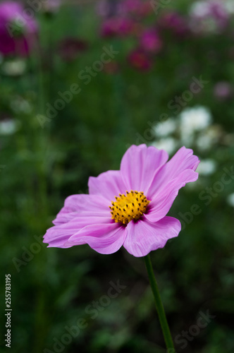 closeup Cosmos flower with green garden background. Purple cosmos flower with yellow pollens