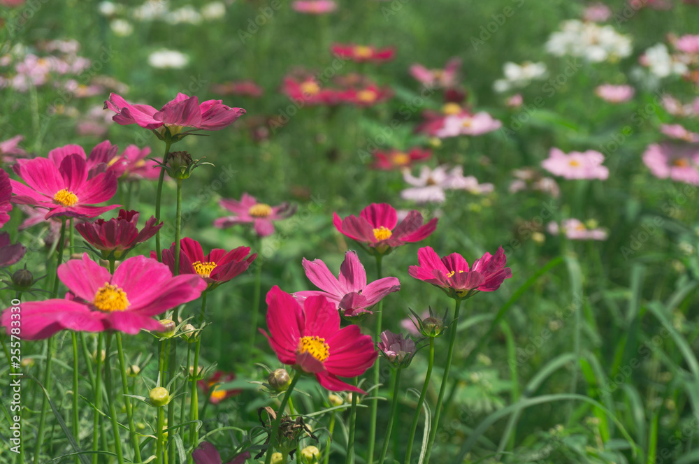 Cosmos flowers blooming with green leaves. Cosmos flowers green garden background