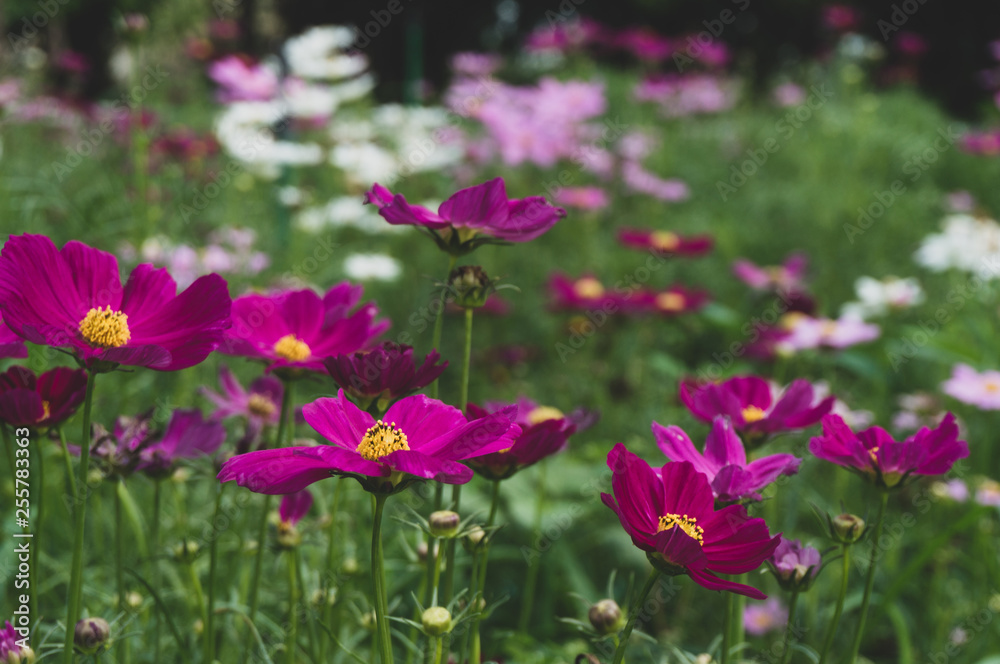 Cosmos flowers blooming with green leaves. Cosmos flowers green garden background Cosmos flowers blooming with green leaves. Cosmos flowers green garden background