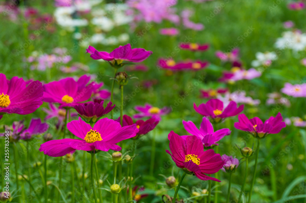 Cosmos flowers blooming with green leaves. Cosmos flowers green garden background Cosmos flowers blooming with green leaves. Cosmos flowers green garden background