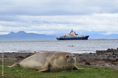 elephant seal southern island Kerguelen
