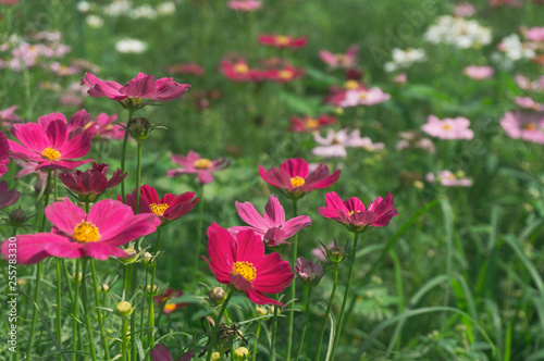 Cosmos flowers blooming with green leaves. Cosmos flowers green garden background © yaangsgap