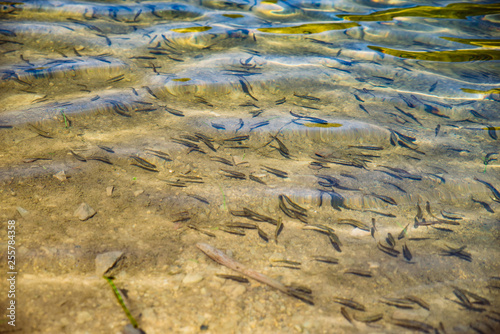 little fish in clear transparent river water