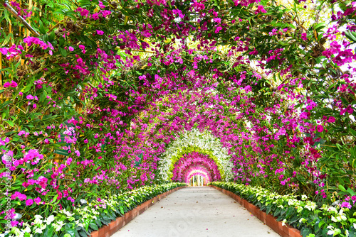 Fototapeta Naklejka Na Ścianę i Meble -  Colorful of orchid tennel