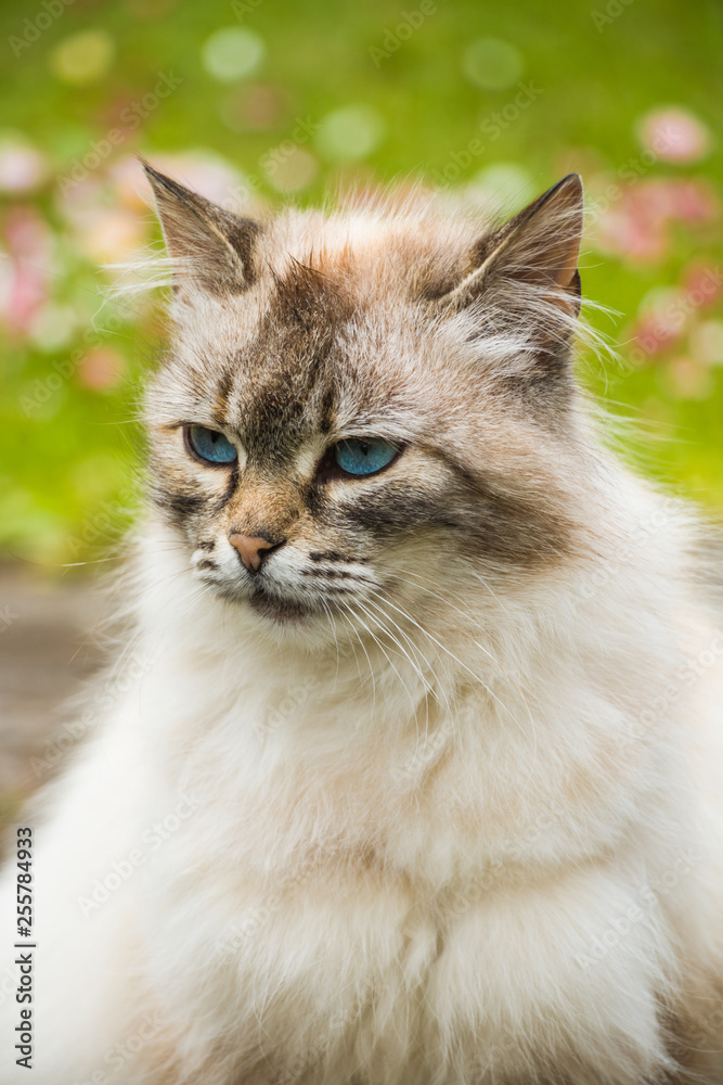 Portrait of Neva Masquerade cat with big blue eyes