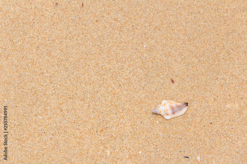 White shells and coral in the sand on the seashore