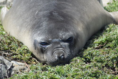 elephant seal southern island Kerguelen