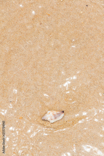 White shells and coral in the sand on the seashore
