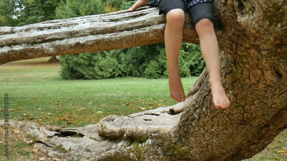 Two legs of a little female kid sitting on tree branch in the park during summer day Two legs of a little female kid sitting on tree branch in the park during summer day