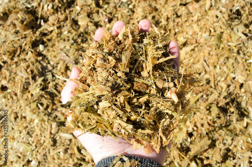 Farmer holds in his hand fermented corn silage. Energy feed for livestock - maize silage. Corn silage chopped for feeding livestock. photo