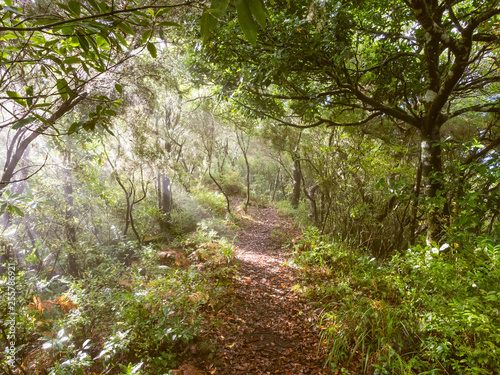 Obraz na płótnie Path in a forest on the Madeira Island, Portugal w salonie