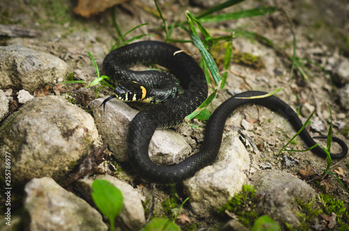 Black Grass Snake on rocks.
