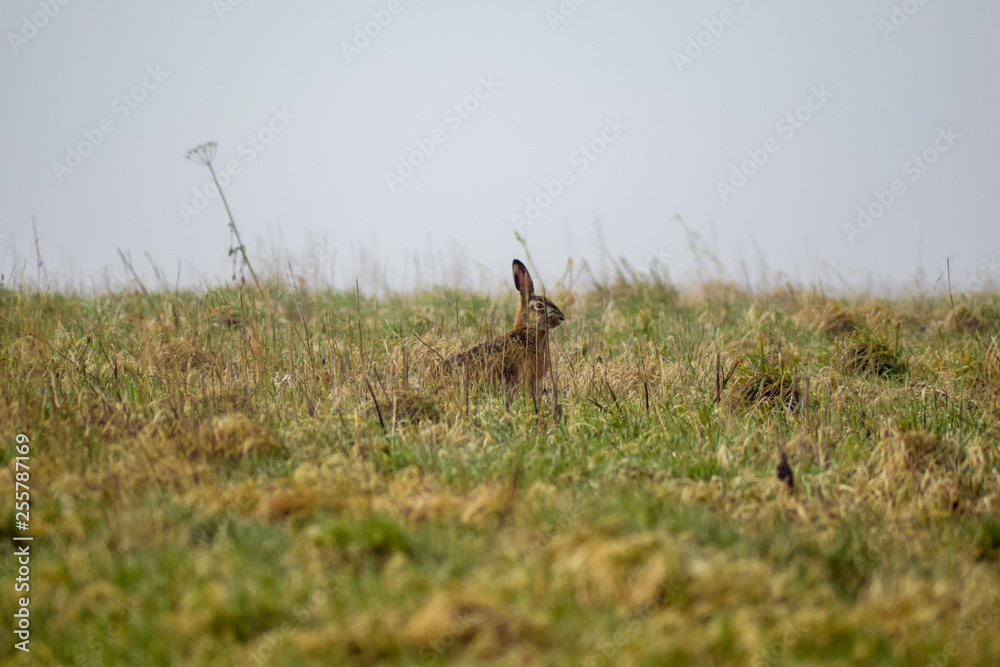 Ansicht eines Feldhasen im Morgennebel Ansicht eines Feldhasen im Morgennebel