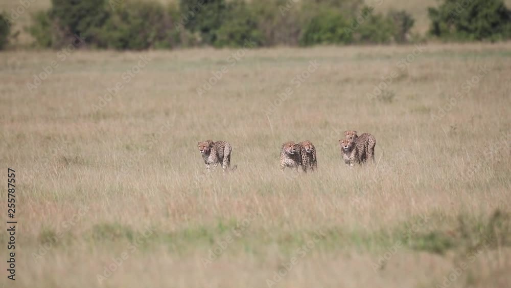Five male cheetahs walking through the savannah Five male cheetahs walking through the savannah