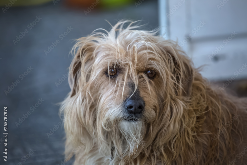 View of domestic dog without a determined breed
