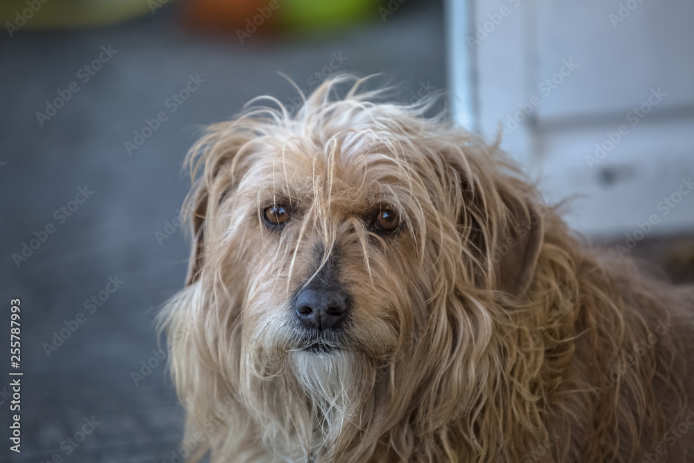 View of domestic dog without a determined breed View of domestic dog without a determined breed