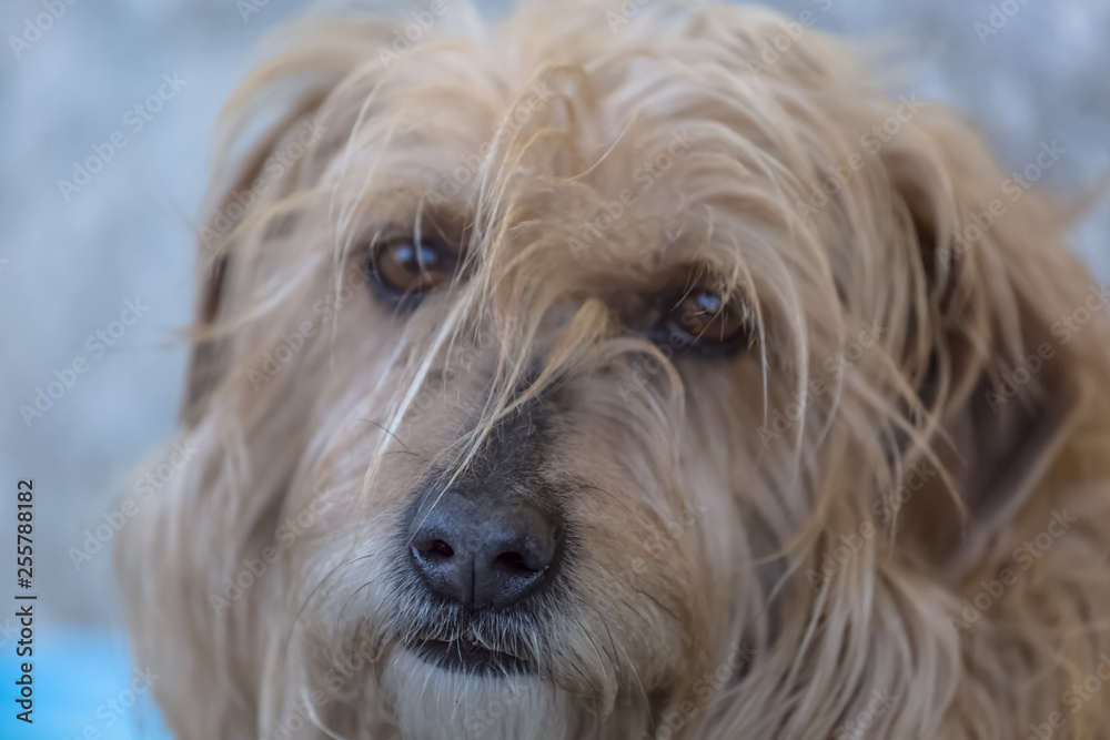 View of domestic dog without a determined breed View of domestic dog without a determined breed