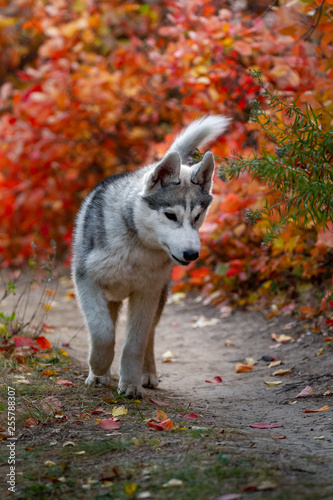 Closeup autumn portrait of Siberian husky puppy. A young grey white husky a park.