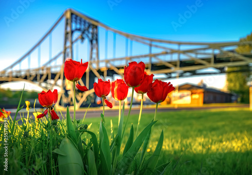 Tulpen vor der Kaiser Wilhelm Brücke Wilhelmshaven photo