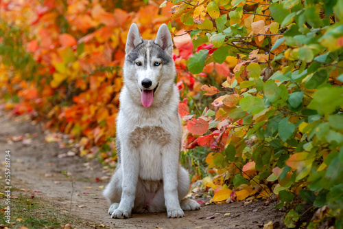 Closeup autumn portrait of Siberian husky puppy. A young grey white husky a park. © voltgroup