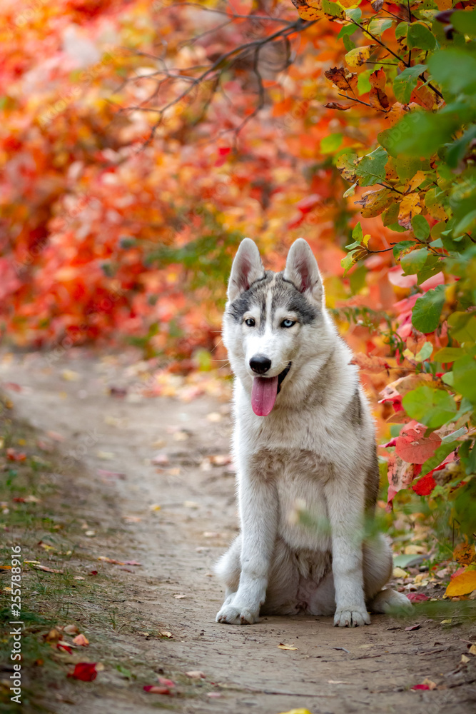 Closeup autumn portrait of Siberian husky puppy. A young grey white husky a park. Closeup autumn portrait of Siberian husky puppy. A young grey white husky a park.
