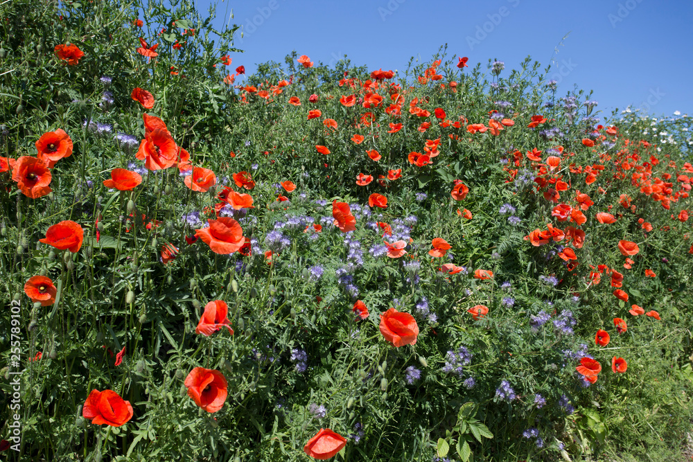 flowers on a wall in spring, summer time flowers on a wall in spring, summer time