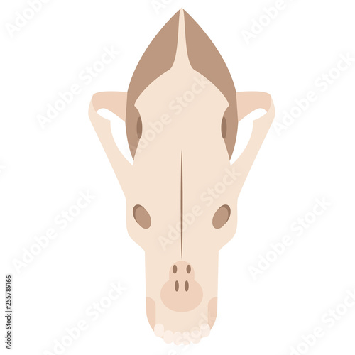 animal scull flat illustration