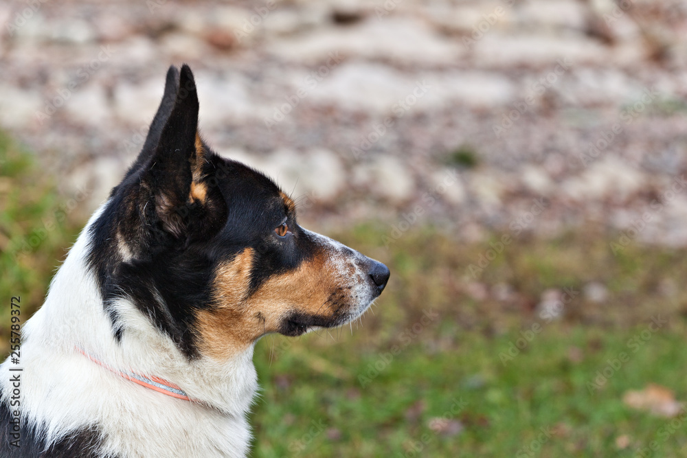 Dog breed Welsh Corgi Cardigan portrait on nature in profile