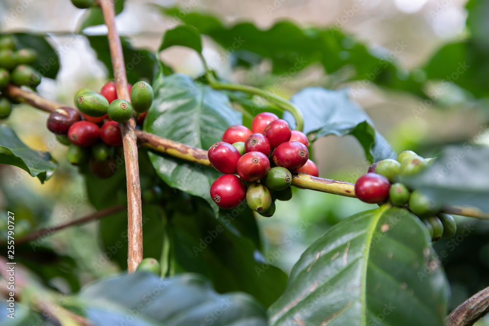 Close up Coffee bean,Arabicas Coffee Tree Close up Coffee bean,Arabicas Coffee Tree