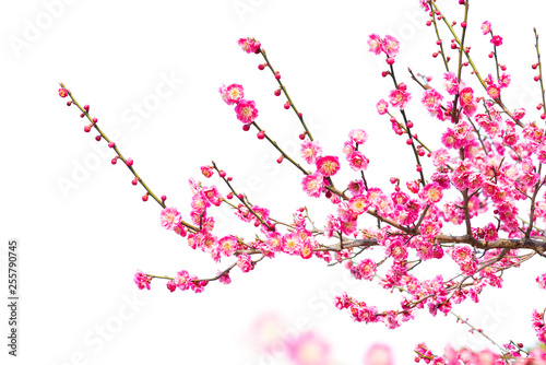 Plum Blossom (Prunus mume) in early spring. Isolated on White Background.