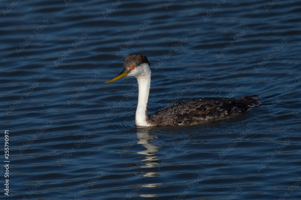 Western grebe, seen in a North California marsh Western grebe, seen in a North California marsh