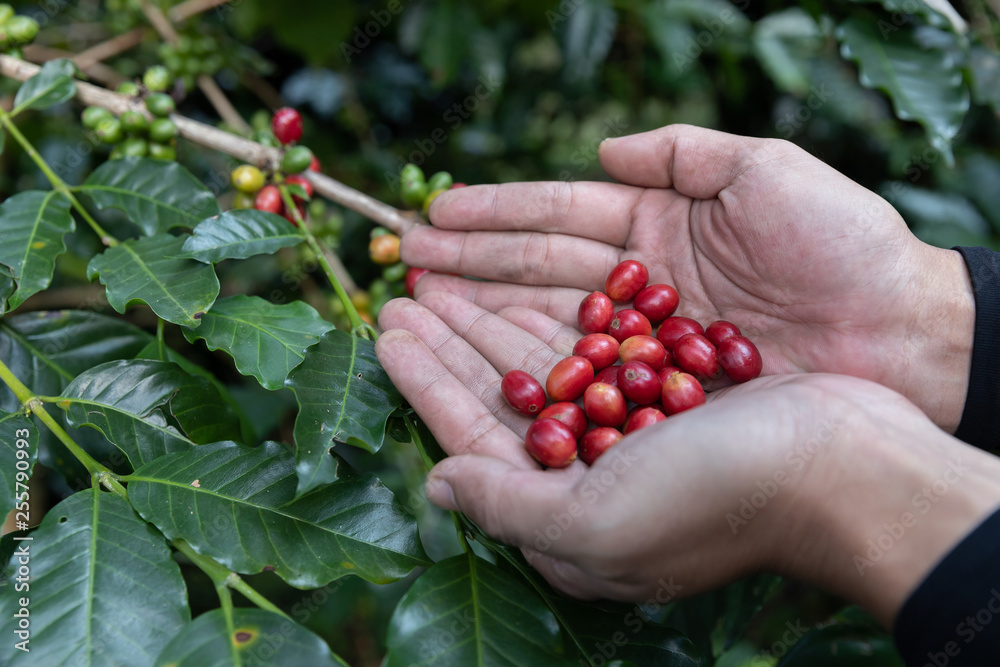 Hand holding ripe coffee bean,Worker harvest Arabica Coffee Bean from coffee Tree Hand holding ripe coffee bean,Worker harvest Arabica Coffee Bean from coffee Tree