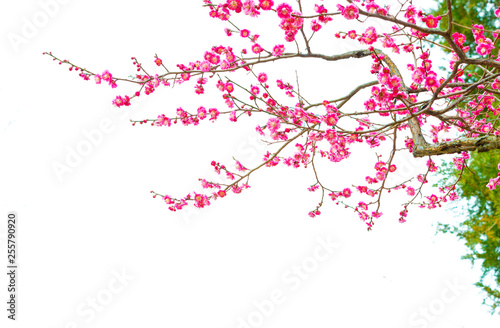 Plum Blossom (Prunus mume) in early spring. Isolated on White Background. © aphotostory