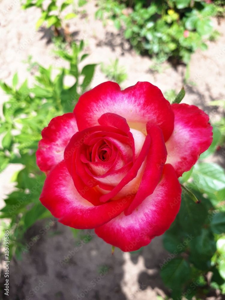 Obraz premium red rose in garden