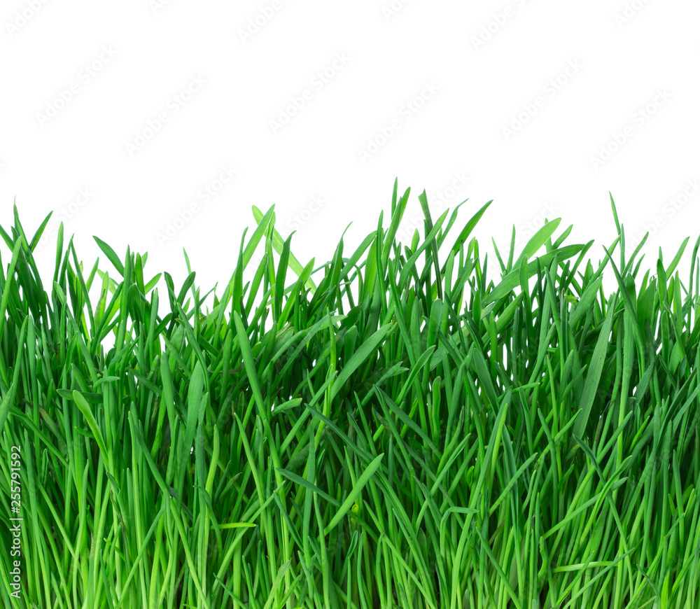 Green grass isolated on white background. Green grass isolated on white background.
