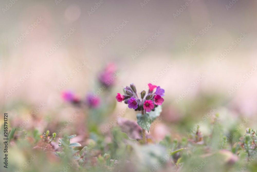 Fototapeta premium pulmonaire officinale (pulmonaria officinalis) fleur sauvage officinale