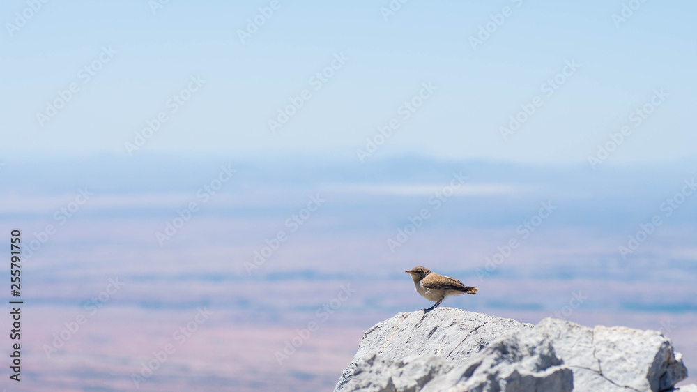 A small bird siting on a rock on top of a mountain