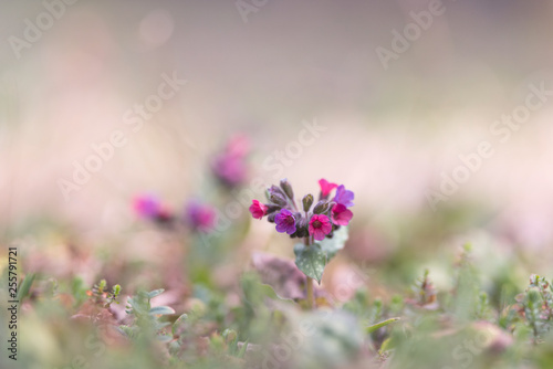 pulmonaire officinale (pulmonaria officinalis) fleur sauvage officinale photo