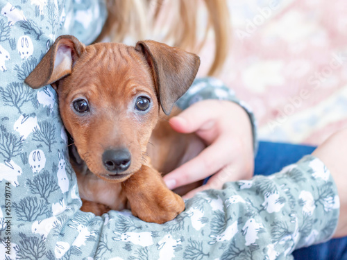 Little pinscher lies relaxed in the arms of a little girl.